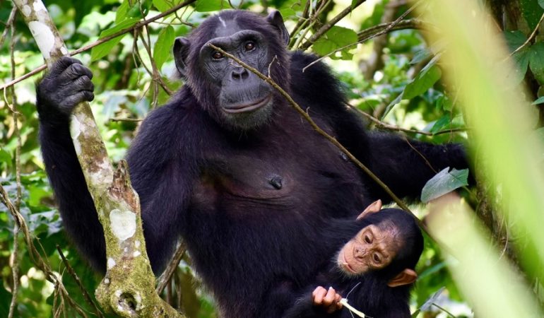 8 Day Uganda Chimpanzee & Gorilla Adventure Safari