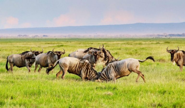6 Days | 5 Nights: Maasai Mara |Lake Nakuru | Samburu
