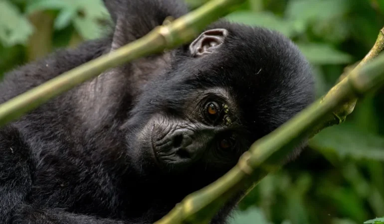2 Day Gorilla Trekking Safari in Bwindi Impenetrable Forest